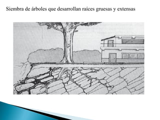 Siembra de árboles que desarrollan raíces gruesas y extensas
 