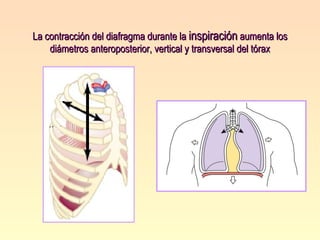 La contracción del diafragma durante la  inspiración  aumenta los diámetros anteroposterior, vertical y transversal del tórax 