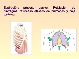 Espiración : proceso pasivo. Relajación de diafragma, retroceso elástico de pulmones y caja torácica. 