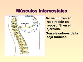 Músculos intercostales No se utilizan en respiración en reposo. Sí en el ejercicio. Son elevadores de la caja torácica. 
