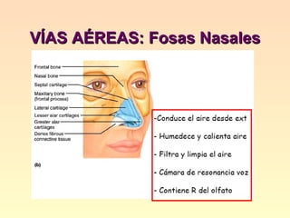 VÍAS AÉREAS: Fosas Nasales 