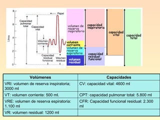 Volúmenes Capacidades VRI: volumen de reserva inspiratoria; 3000 ml CV: capacidad vital: 4600 ml VT: volumen corriente: 500 ml. CPT: capacidad pulmonar total: 5.800 ml VRE: volumen de reserva espiratoria: 1.100 ml CFR: Capacidad funcional residual: 2.300 ml VR: volumen residual: 1200 ml 