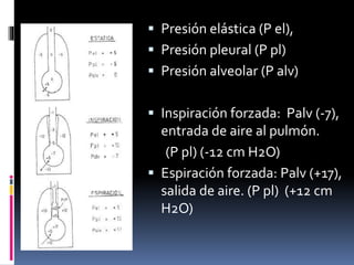  Presión elástica (P el),
 Presión pleural (P pl)
 Presión alveolar (P alv)
 Inspiración forzada: Palv (-7),

entrada de aire al pulmón.
(P pl) (-12 cm H2O)
 Espiración forzada: Palv (+17),
salida de aire. (P pl) (+12 cm
H2O)

 