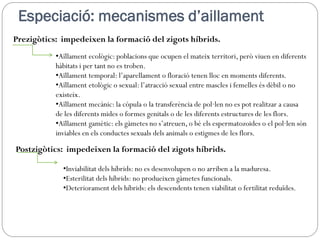 Especiació: mecanismes d’aillament
Prezigòtics: impedeixen la formació del zigots híbrids.
           •Aïllament ecològic: poblacions que ocupen el mateix territori, però viuen en diferents
           hàbitats i per tant no es troben.
           •Aïllament temporal: l’aparellament o floració tenen lloc en moments diferents.
           •Aïllament etològic o sexual: l’atracció sexual entre mascles i femelles és dèbil o no
           existeix.
           •Aïllament mecànic: la còpula o la transferència de pol·len no es pot realitzar a causa
           de les diferents mides o formes genitals o de les diferents estructures de les flors.
           •Aïllament gamètic: els gàmetes no s’atreuen, o bé els espermatozoides o el pol·len són
           inviables en els conductes sexuals dels animals o estigmes de les flors.

Postzigòtics: impedeixen la formació del zigots híbrids.

             •Inviabilitat dels híbrids: no es desenvolupen o no arriben a la maduresa.
             •Esterilitat dels híbrids: no produeixen gàmetes funcionals.
             •Deteriorament dels híbrids: els descendents tenen viabilitat o fertilitat reduïdes.
 