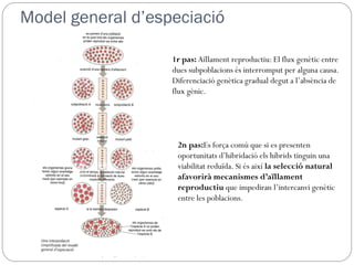 Model general d’especiació

                   1r pas: Aïllament reproductiu: El flux genètic entre
                   dues subpoblacions és interromput per alguna causa.
                   Diferenciació genètica gradual degut a l’absència de
                   flux gènic.




                    2n pas:Es força comú que si es presenten
                    oportunitats d’hibridació els híbrids tinguin una
                    viabilitat reduïda. Si és així la selecció natural
                    afavorirà mecanismes d’aïllament
                    reproductiu que impediran l’intercanvi genètic
                    entre les poblacions.
 