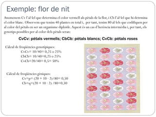 Exemple: flor de nit
Anomenem Cv l’al·lel que determina el color vermell als pètals de la flor, i Cb l’al·lel que hi detrmina
el color blanc. Observem que tenim 40 plantes en total i, per tant, tenim 80 al·lels que codifiquen per
al color del pètals en ser un organisme diploide. Aquest és un cas d’herència intermèdia i, per tant, els
genotips possibles per al color dels pètals seran:
          CvCv: pètals vermells; CbCb: pètals blancs; CvCb: pètals roses

Càlcul de freqüències genotípiques:
           CvCv= 10/40= 0,25 o 25%
           CbCb= 10/40=0,25 o 25%
           CvCb=20/40= 0,5= 50%


 Càlcul de freqüències gèniques:
            Cv=p= (20 + 10 · 2)/80= 0,50
            Cb=q=(20 + 10 · 2) /80=0,50
 