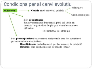Condicions per al canvi evolutiu
                                                         Gèniques
Mutacions            Canvis en el material genètic
                                                        Cromosòmiques

               Són espontànies
               Relativament poc freqüents, però cal tenir en
               compte la quantitat de pb que tenen les nostres
               cèl·lules.
                              1/100000 a 1/10000 pb


     Son preadaptatives: Successos accidentals que no apareixen
     per necessitats adaptatives.
             Beneficioses: probablement perduraran en la població
             Neutres: que perdurin o no depèn de l’atzar.
 