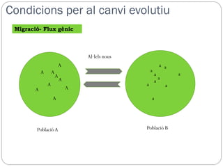 Condicions per al canvi evolutiu
 Migració- Flux gènic



                                    Al·lels nous
                        A                                    a a
            A       A                                  a
                        A                                  a         a
                            A                                a
                                                           a
                A                                  a             a
        A                       A
                    A                                  a




        Població A                                 Població B
 