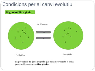 Condicions per al canvi evolutiu
 Migració- Flux gènic



                                    Al·lels nous
                        a                                       a a
            A       A                                   a
                        A                  A                            A
                            A                                   A
                                                            a
                a                                   a               a
        A                       A          a
                    a                                   a




        Població A                                  Població B


        La proporció de gens migrats que son incorporats a cada
        generació s’anomena flux gènic.
 