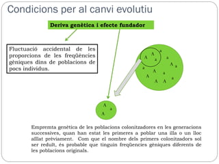 Condicions per al canvi evolutiu
              Deriva genètica i efecte fundador



Fluctuació accidental de les                                        a
proporcions de les freqüències                              A
                                                    A           a           a
gèniques dins de poblacions de                                                  Aa
pocs individus.                                     a
                                                            A           a
                                                        A                       a
                                                                A A



                                    A
                                        a
                                   A

       Empremta genètica de les poblacions colonitzadores en les generacions
       successives, quan han estat les primeres a poblar una illa o un lloc
       aïllat prèviament. Com que el nombre dels primers colonitzadors sol
       ser reduït, és probable que tinguin freqüencies gèniques diferents de
       les poblacions originals.
 