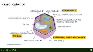 22
GRUPOS QUÍMICOS
Fonte: Instituto Phytus, 2022.
 