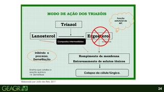 24
Elaborado por João dos Reis, 2017.
Inibindo o
processo,
Demetilação
Enzima que catalisa a
reação química
14- demetilase
Função
estrutural da
MP;
Colapso da célula fúngica.
ausência
Compostos intermediários
 