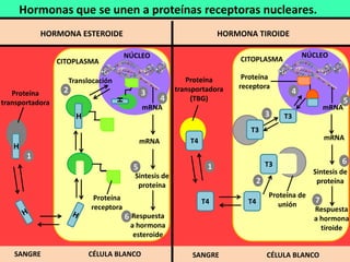 Hormonas que se unen a proteínas receptoras nucleares.
            HORMONA ESTEROIDE                                          HORMONA TIROIDE

                                        NÚCLEO                                                      NÚCLEO
                 CITOPLASMA                                                CITOPLASMA

                      Translocación                         Proteína        Proteína
                                                         transportadora    receptora
   Proteína       2                           3                                                 4
                                                     4        (TBG)                                               5

                                      H
transportadora
                                              mRNA                                                         mRNA
                        H                                                             3    T3
                                                                              T3
                                                                              T4
                                              mRNA           T4                                            mRNA
   H
        1
                                                                                      T3   T4                  6
                                          5                        1
                        H                                                                             Sintesis de
                                           Sintesis de
                                            proteína
                                                                                  2                    proteína

                             Proteína                                                  Proteína de
                                                                  T4         T4           unión
                                                                                                       7
                            receptora                                                                 Respuesta
                                        6 Respuesta                                                   a hormona
                                          a hormona                                                     tiroide
                                           esteroide

   SANGRE                   CÉLULA BLANCO                     SANGRE                  CÉLULA BLANCO
 