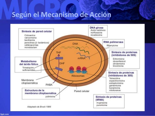 Mecanismo de Acción de los antibioticos