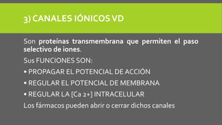 3) CANALES IÓNICOSVD
Son proteínas transmembrana que permiten el paso
selectivo de iones.
Sus FUNCIONES SON:
• PROPAGAR EL POTENCIAL DE ACCIÓN
• REGULAR EL POTENCIAL DE MEMBRANA
• REGULAR LA [Ca 2+] INTRACELULAR
Los fármacos pueden abrir o cerrar dichos canales
 
