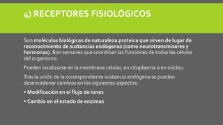 4) RECEPTORES FISIOLÓGICOS
Son moléculas biológicas de naturaleza proteica que sirven de lugar de
reconocimiento de sustancias endógenas (como neurotransmisores y
hormonas). Son sensores que coordinan las funciones de todas las células
del organismo.
Pueden localizarse en la membrana celular, en citoplasma o en núcleo.
Tras la unión de la correspondiente sustancia endógena se pueden
desencadenar cambios en los siguientes aspectos:
• Modificación en el flujo de iones
• Cambio en el estado de enzimas
 
