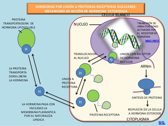 Mecanismo de accion hormonal sin mov