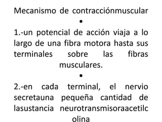 Mecanismo de contracciónmuscular
•
1.-un potencial de acción viaja a lo
largo de una fibra motora hasta sus
terminales sobre las fibras
musculares.
•
2.-en cada terminal, el nervio
secretauna pequeña cantidad de
lasustancia neurotransmisoraacetilc
olina
 