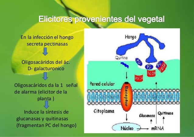 Mecanismo de defensa de las plantas
