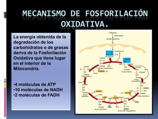MECANISMO DE FOSFORILACIÓN
OXIDATIVA.
La energía obtenida de la
degradación de los
carbohidratos o de grasas
deriva de la Fosforilación
Oxidativa que tiene lugar
en el interior de la
Mitocondria.
•4 moléculas de ATP
•10 moléculas de NADH
•2 moléculas de FADH
 