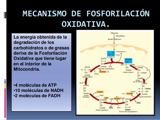 Mecanismo de fosforilación oxidativa Mecanismo de fosforilación oxidativa