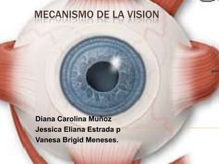 MECANISMO DE LA VISION

Diana Carolina Muñoz
Jessica Eliana Estrada p
Vanesa Brigid Meneses.

 
