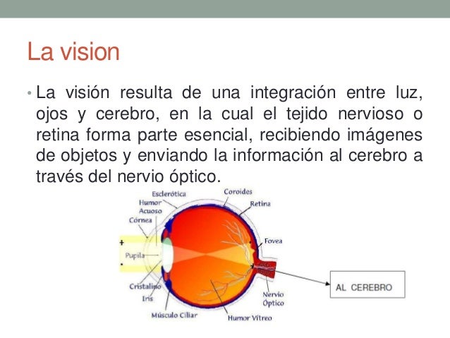 Mecanismo de la vision