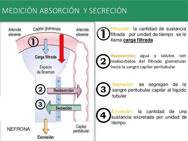 Resultado de imagen para Filtración, reabsorción y secreción de diferentes sustancias