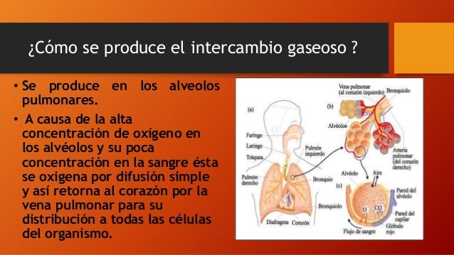 Mecanismo de respiración, intercambio de gases
