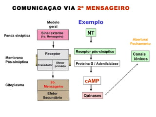 COMUNICAÇAO VIA  2º MENSAGEIRO   Fenda sináptica Membrana  Pós-sináptica Citoplasma NT cAMP Receptor pós-sináptico Proteina G / Adenilciclase Quinases Abertura/ Fechamento Canais iônicos Exemplo 