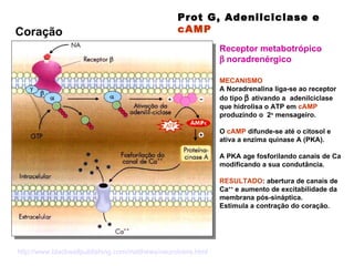 Receptor metabotrópico     noradrenérgico MECANISMO   A Noradrenalina liga-se ao receptor do tipo     ativando a   adenilciclase que hidrolisa o ATP em  cAMP  produzindo o  2 o  mensageiro. O  cAMP  difunde-se até o citosol e ativa a enzima quinase A (PKA).  A PKA age fosforilando canais de Ca modificando a sua condutância.  RESULTADO : abertura de canais de Ca ++  e aumento de excitabilidade da membrana pós-sináptica.  Estimula a contração do coração.  Prot G, Adenilciclase e  cAMP  Coração http ://www. blackwellpublishing .com/ matthews / neurotrans . html 