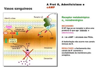A Prot G, Adenilciclase e  cAMP  Receptor metabotrópico   2   noradrenérgico MECANISMO   O NT liga-se ao receptor e ativa uma proteína G que age  inibindo   a  adenilciclase . A     de cAMP    atividade das PKAs.  A fosforilação não ocorre nos canais iônicos de K.  RESULTADO : o fechamento dos canais de K +  aumenta a excitabilidade da membrana pós-sináptica.  Vasos sanguineos 