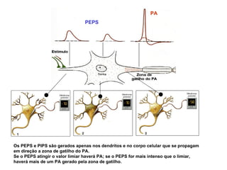 Os PEPS e PIPS são gerados apenas nos dendritos e no corpo celular que se propagam em direção a zona de gatilho do PA.  Se o PEPS atingir o valor limiar haverá PA; se o PEPS for mais intenso que o limiar, haverá mais de um PA gerado pela zona de gatilho.  PEPS PA 