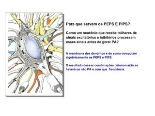 A membrana dos dendritos e do soma computam algebricamente os PEPS e PIPS. O resultado dessas combinações determinarão se haverá ou não PA e com que  freqüência. Para que servem os PEPS E PIPS? Como um neurônio que recebe milhares de sinais excitatórios e inibitórios processam esses sinais antes de gerar PA?  