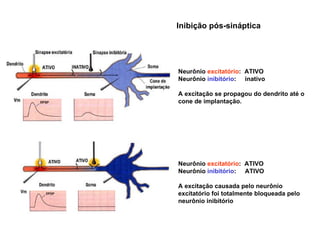 Neurônio  excitatório :  ATIVO Neurônio  inibitório :  inativo A excitação se propagou do dendrito até o cone de implantação.  Neurônio  excitatório :  ATIVO Neurônio  inibitório :  ATIVO A excitação causada pelo neurônio excitatório foi totalmente bloqueada pelo neurônio inibitório Inibição pós-sináptica 