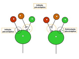 Inibição  pré-sináptica - - + - - + Inibição  pós-sináptica Estimulação pós-sináptica 