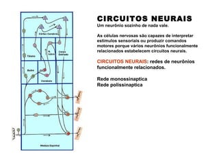 CIRCUITOS NEURAIS Um neurônio sozinho de nada vale. As células nervosas são capazes de interpretar estímulos sensoriais ou produzir comandos motores porque vários neurônios funcionalmente relacionados estabelecem circuitos neurais.  CIRCUITOS NEURAIS : redes de neurônios funcionalmente relacionados. Rede monossinaptica Rede polissinaptica 