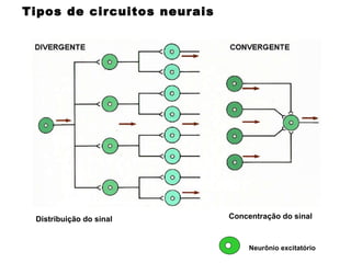 Distribuição do sinal Concentração do sinal Tipos de circuitos neurais Neurônio excitatório 