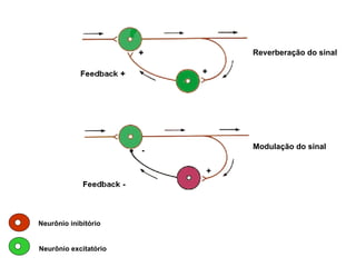 Reverberação do sinal Modulação do sinal Neurônio inibitório Neurônio excitatório 
