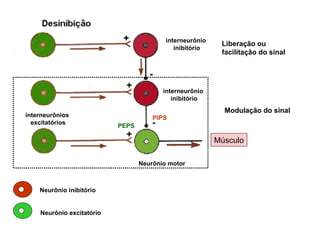 Neurônio motor Músculo interneurônio  inibitório interneurônio  inibitório interneurônios  excitatórios PEPS PIPS Liberação ou facilitação do sinal Modulação do sinal Neurônio inibitório Neurônio excitatório 