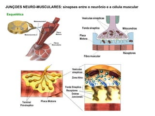 Esquelética JUNÇOES NEURO-MUSCULARES: sinapses entre o neurônio e a célula muscular 
