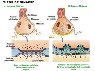 Sinapse Elétrica Presença de mediadores químicos Controle e modulação da transmissão Lenta Sem  mediadores químicos Nenhuma modulação  Rápida TIPOS DE SINAPSE b) Sinapse Química 
