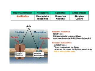 Receptor Nicotínico Ionotrópico Fibras musculares esqueléticas Abertura de canais de Na (despolarização) Receptor Muscarínico Metabotrópico Fibras musculares cardíacas  - abertura de canais de K (hiperpolarizaçâo) Fibras musculares lisas Atropina Curare Muscarina Nicotina Muscarínico Nicotínico Acetilcolina Antagonistas Agonistas Receptores Neurotransmissor 