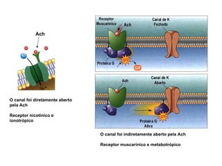 Ach O canal foi diretamente aberto pela Ach Receptor nicotínico e  ionotrópico O canal foi indiretamente aberto pela Ach Receptor muscarínico e metabotrópico 