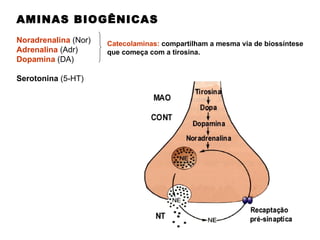 AMINAS BIOGÊNICAS Noradrenalina  (Nor) Adrenalina   (Adr) Dopamina   (DA) Serotonina  (5-HT)  Catecolaminas:  compartilham a mesma via de biossíntese que começa com a tirosina.  
