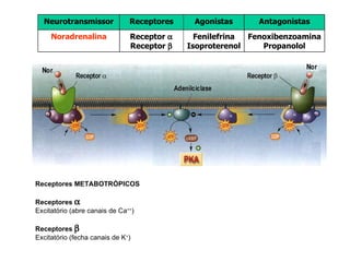 Receptores METABOTRÓPICOS Receptores     Excitatório (abre canais de Ca ++ ) Receptores   Excitatório (fecha canais de K + ) Antagonistas Agonistas Receptores Neurotransmissor Fenoxibenzoamina Propanolol Fenilefrina Isoproterenol Receptor   Receptor   Noradrenalina 