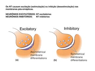 Os NT causam excitação (estimulação) ou inibição (desestimulação) nas membranas pós-sinápticas. NEURÔNIOS EXCITATÓRIOS: NT excitatórios NEURÔNIOS INIBITÓRIOS:  NT inibitórios  