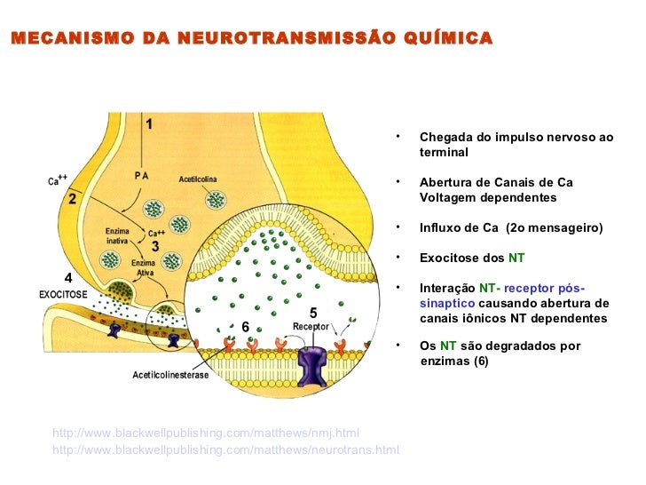 A Transmissao Sinaptica E Um Tipo De Sinalização