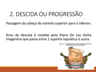 2. DESCIDA OU PROGRESSÃO
Passagem da cabeça do estreito superior para o inferior;
Grau de descida é medido pelo Plano De Lee (linha
imaginária que passa entre 1 espinha isquiática à outra.
 