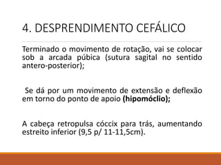 4. DESPRENDIMENTO CEFÁLICO
Terminado o movimento de rotação, vai se colocar
sob a arcada púbica (sutura sagital no sentido
antero-posterior);
Se dá por um movimento de extensão e deflexão
em torno do ponto de apoio (hipomóclio);
A cabeça retropulsa cóccix para trás, aumentando
estreito inferior (9,5 p/ 11-11,5cm).
 